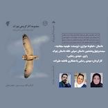 خطوط موازی