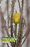 نهال های برومند