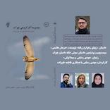 زیبای زهواردررفته