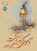 آهوی کوهی در دشت