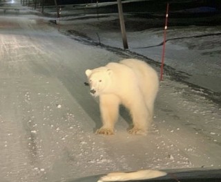 ون علی‌محمدی