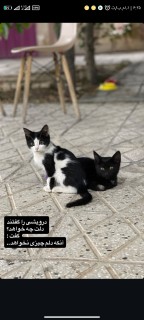 محمد چلوی زاده