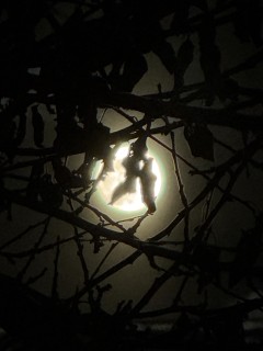 شراره باباگلی