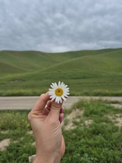 مائده ضیایی