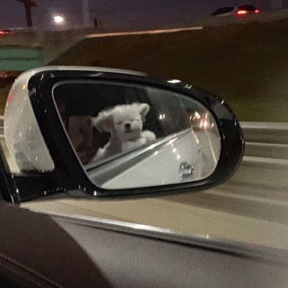 فاطمه صفی جهقی