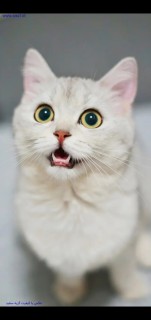 امیرحسین اسماعیلی