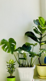 بـهآره شادیانی