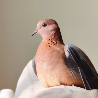 عظیم جلیلیان