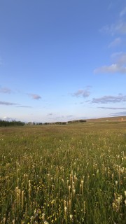 وجیهه اصلانى