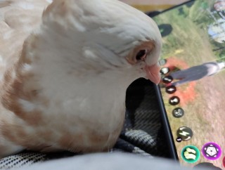 آتان برزگر
