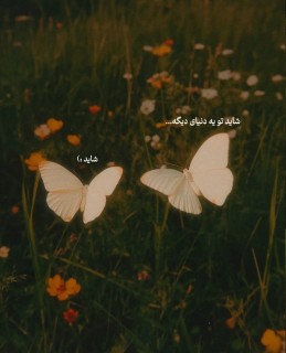 صبا احمدی