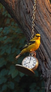 علی رضا عباسی