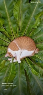 امیرحسین واحدی