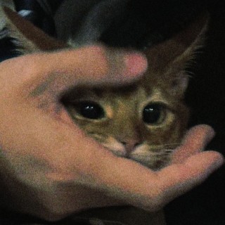 امیررضا عبادی