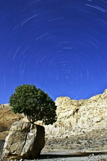 مسعود 